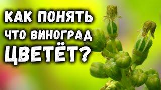 Как понять что виноград цветёт?