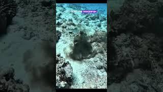 Octopus vs Triggerfish #octopus #sea #discovery #seacreatures #fight #usa #underwater