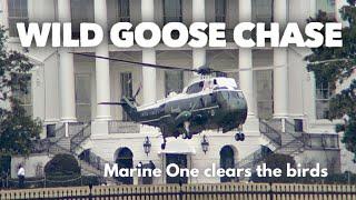 Secret Service goes on a wild goose chase (literally) before Marine One departs the White House.