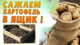 Сажаем картофель В ЯЩИКИ !  #огород #сад #урожай