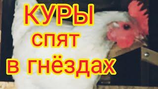 Куры спят в гнёздах и гадят туда. Отучить легко. 3шага...