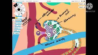 Structure of nephron