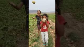 All my melons farming stories with my whole farming family #Muskmelon #muskmelonfarming