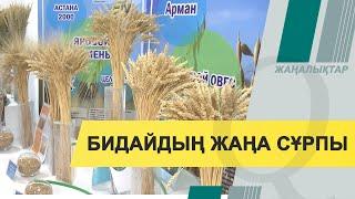 Құрғақшылыққа төзімді бидай сұрпы шығарылды. Qazaq TV жаңалықтары