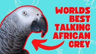 Worlds Best Talking African Grey Parrot Being Hilarious | Gizmo the Grey Bird