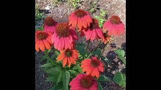 Echinacea