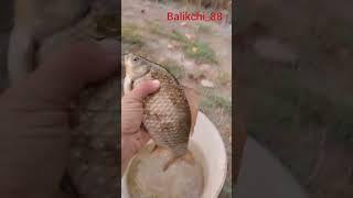 Balik ovi karas 650 gramm..
