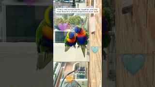 This lorikeet asked human to save its friend