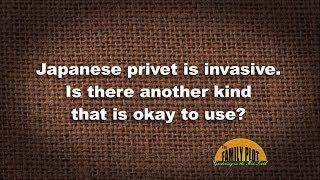 Q&A – Is there a non-invasive privet?