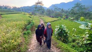 Suasana Tenang Di Pedesaan Pagi Hari, Bikin Adem. udara Sejuk, Pemandangan Alam Indah di Cianjur