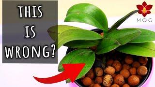 Myth or Truth #13 - Flowers must not be touched? Burned rice husk potting mix? & more!