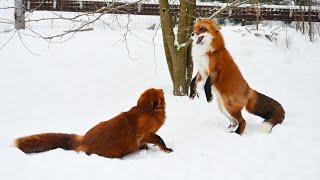 My foxes play strange games