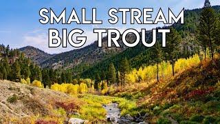 Small Stream, Big Trout | Idaho