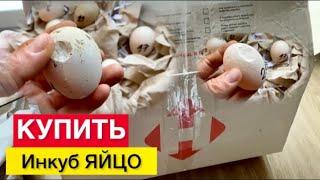 Инкубационное ЯйцоУПАКОВКА//купить яйцо Белой Мускусной утки тяжёлой.