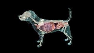 Glass Dog Anatomy