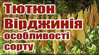 Тютюн "Вірджинія". Особливості сорту. Збирання врожаю в серпні.