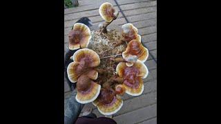 Growing Ganoderma , lion's main mushrooms  at home #shorts #ganoderma_lucidum #ganoderma