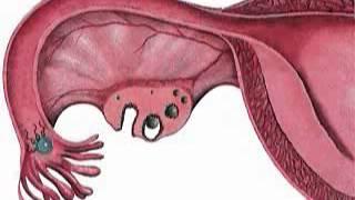 Яйцеклетка. Процесс оплодотворения. Овуляция.