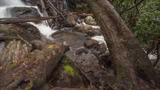 Sustainable Forest - A Georgia Success Story