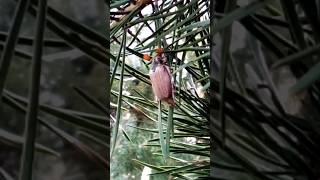 Beetle on Christmas Tree Branches: A Natural Observation