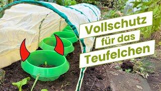 Wenn die Teufelsohren im Oktober ins Beet kommen... (Garten Vlog)