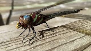 Dragonfly Enjoying a Wasp for Lunch