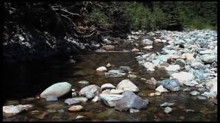 Gold Creek Witness for Wildlife in Washington