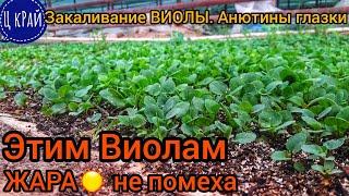 Выращиваем ВИОЛЫ летом в +45°. ЗАЧЕМ ВИОЛЫ ЛЕТОМ И КУДА ИХ ПРОДАВАТЬ. Эти ВИОЛЫ выдерживают жару️.