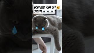  CATS VS. SUGAR: THE SCIENCE YOU NEVER KNEW! 