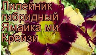 Лилейник гибридный Ямайка ми Крейзи  обзор: как сажать, рассада лилейника Ямайка ми Крейзи