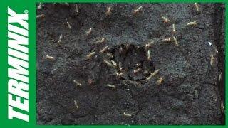 How Termites Spread and How to Stop Them with Terminix Termite Extermination Services