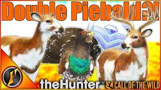 ANOTHER Double Piebald Hunt?! + HUGE Diamond Capercaillie! | Call of the Wild