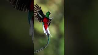 Discover the Stunning Secrets of the Resplendent Quetzal  https://lnk.bio/PurrsNBarks28