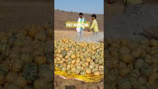 Post harvesting of honeydew variety muskmelon #muskmelonboy #postharvest #cool