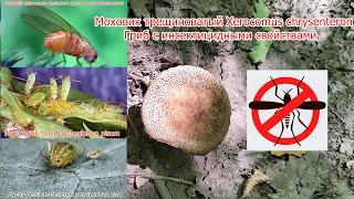 Моховик трещиноватый Xerocomus chrysenteron Гриб с инсектицидными свойствами