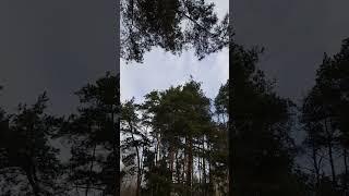 сосны