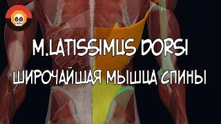 Широчайшая мышца спины (m. latissimus dorsi)  3D Анатомия