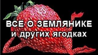 Мульча для земляники из опилок + Земляника Маршал.