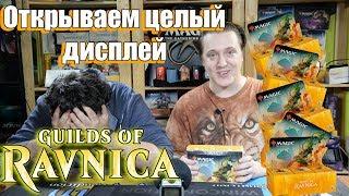 Распаковка дисплея Гильдий Равники Magic: The Gathering Guilds of Ravnica booster box opening