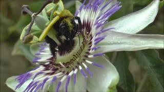 Violet Carpenter Bee Xylocopa violacea females feeding on Passion flowers, La Romieu, France