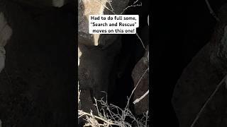 Luckiest Dog Ever: Near-Death Escape! #luckydog #dogrescue #survivor #neardeathexperience #outdoors