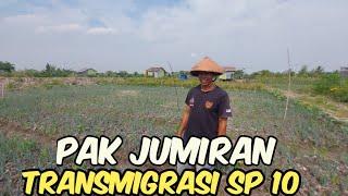 1 BULAN PENANAMAN DAUN BAWANG PUNYA PAK JUMIRAN @petanitrans SANGAT BAGUS TRANSMIGRASI SP 10