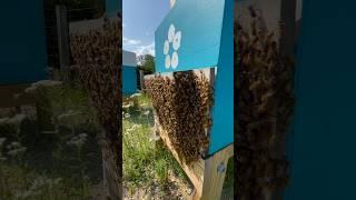 Anyone else having a weird year? #beekeeping #honeybees #beebarn