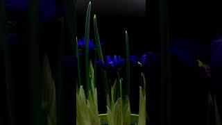 10 Seconds reversed Iris harmony | #timelapse | #zeitraffer