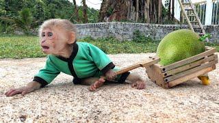 Monkey Bon works hard to harvest fruit, but they’re all unripe