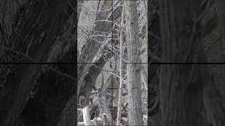 HEADSHOT No Hopup Adjustment! Airsoft Sniper #SHORTS