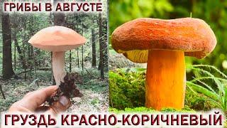 ГРИБЫ В АВГУСТЕПОДМОСКОВЬЕ.ГРУЗДЬ КРАСНО-КОРИЧНЕВЫЙГРИБ СЕЛЁДКА.ПОДОСИНОВИКИ