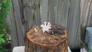 Grow Mushrooms on Logs - Care and Fruiting