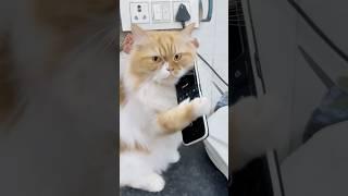 Billu#cat #billucat #catcomedy #viralcat #youtubeshorts #catvideo #billu