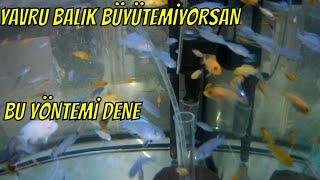 EKSTRA YAVRU BALIK BÜYÜTME YÖNTEMİ,yavru ciklet hızlı büyütme